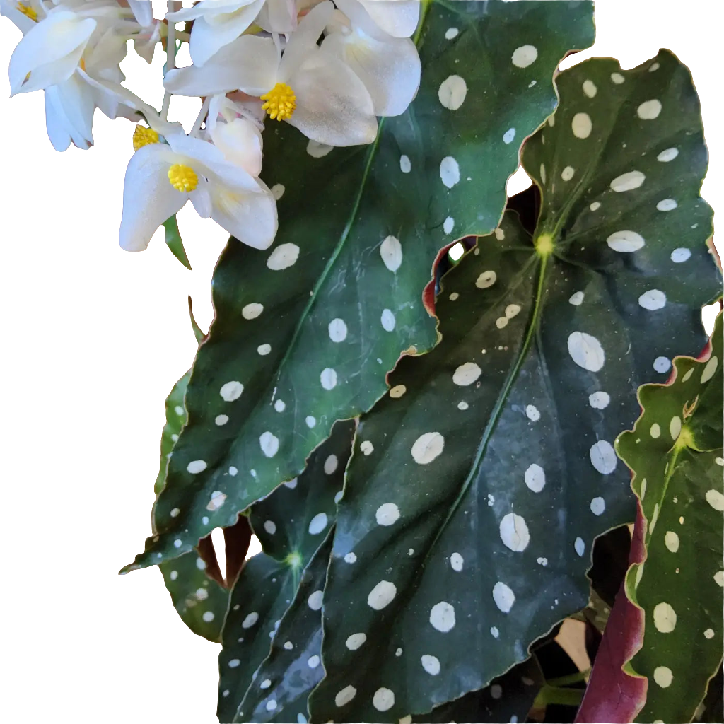 Begonia Maculata