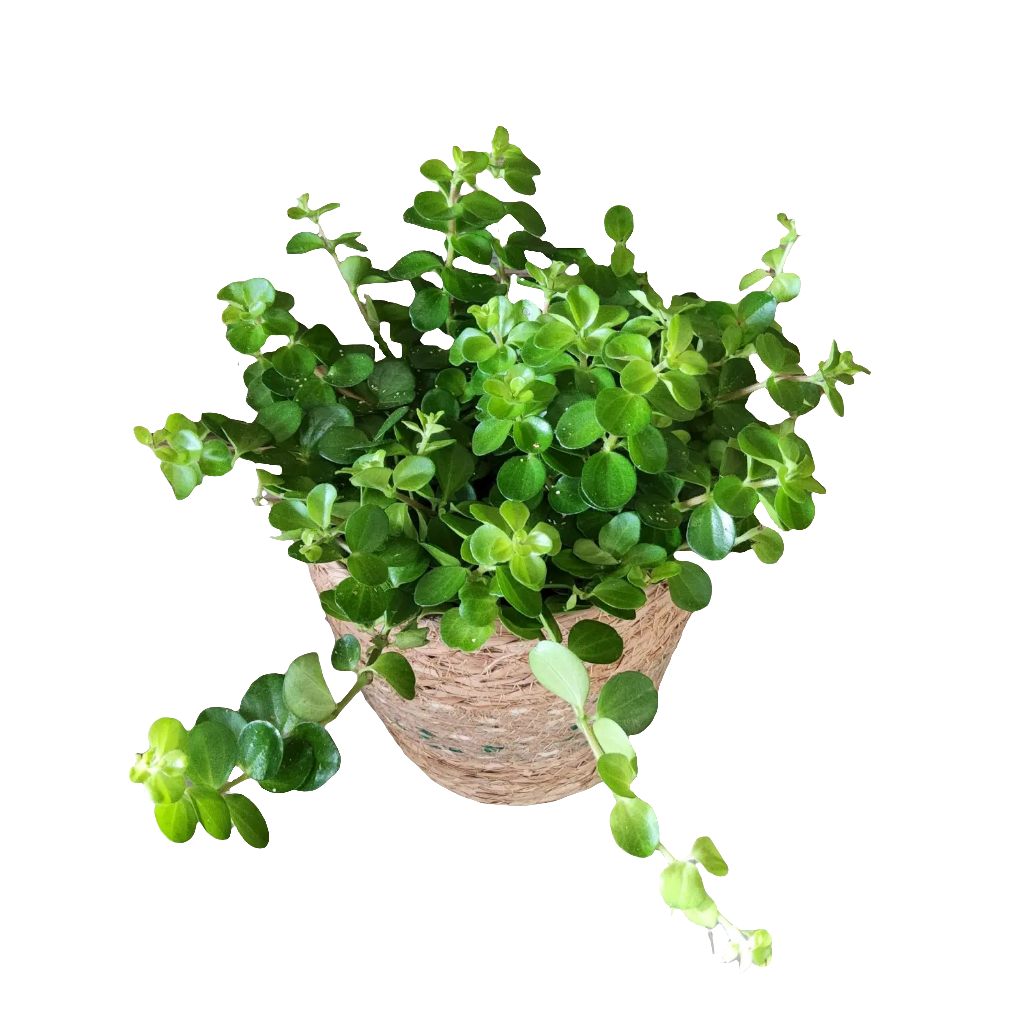 Peperomia rotundifolia