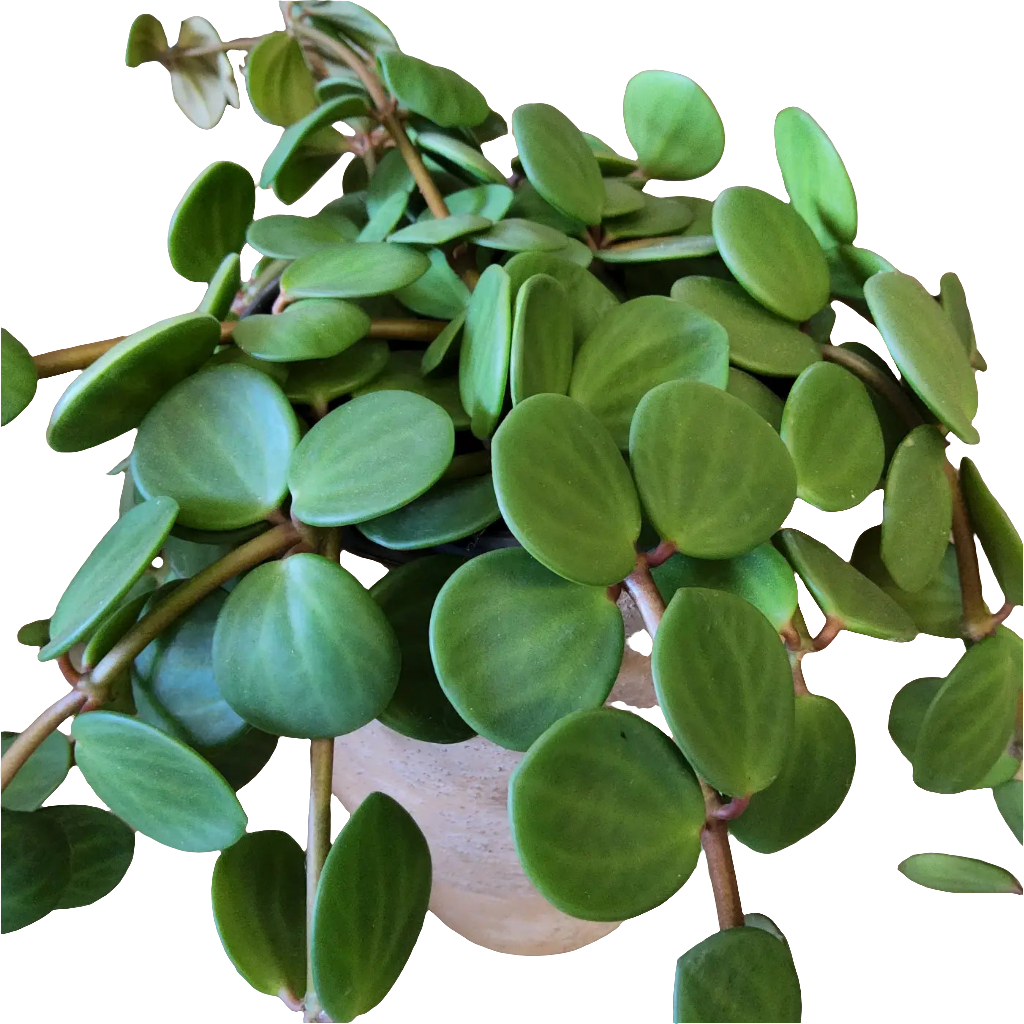 Peperomia hope