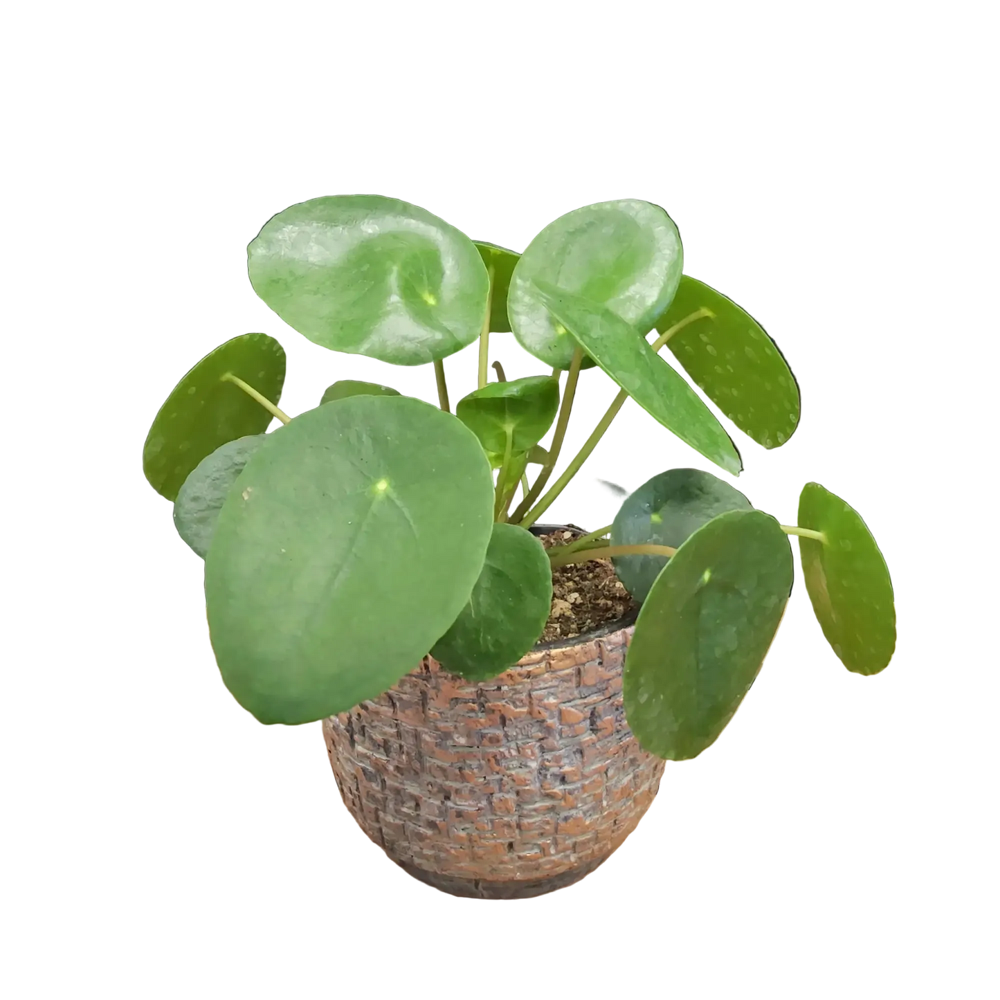 Pilea peperomoides