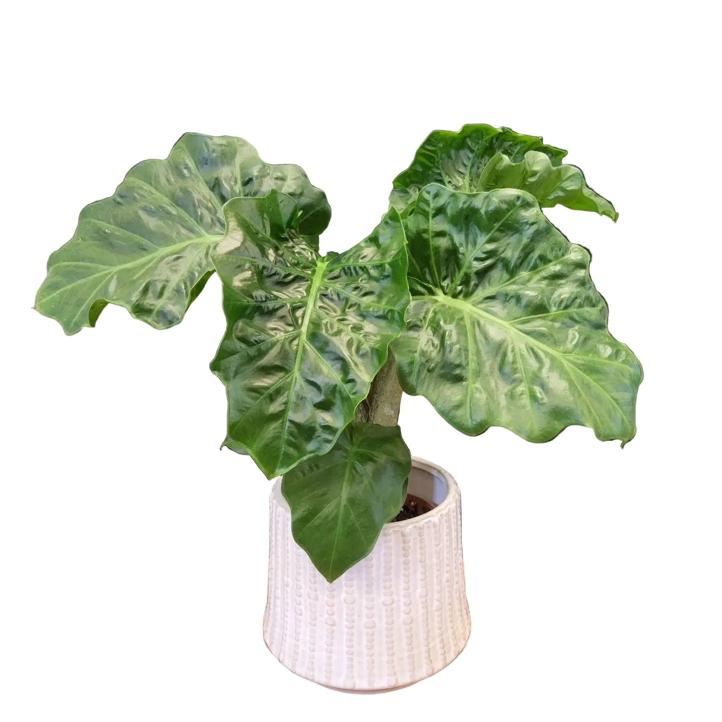 Alocasia