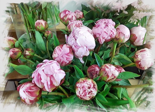 DES PIVOINES POUR LES MAMANS