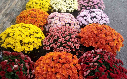 DES FLEURS D’OR POUR LA TOUSSAINT