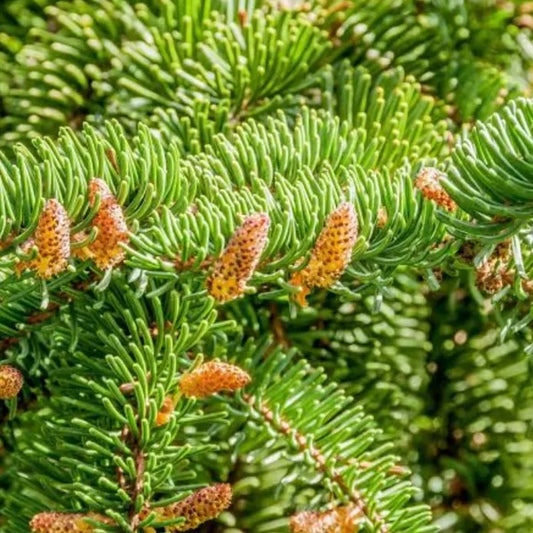 MON BEAU SAPIN, ROI DES FORÊTS