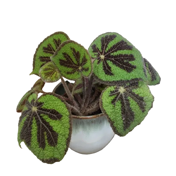 Begonia Masoniana