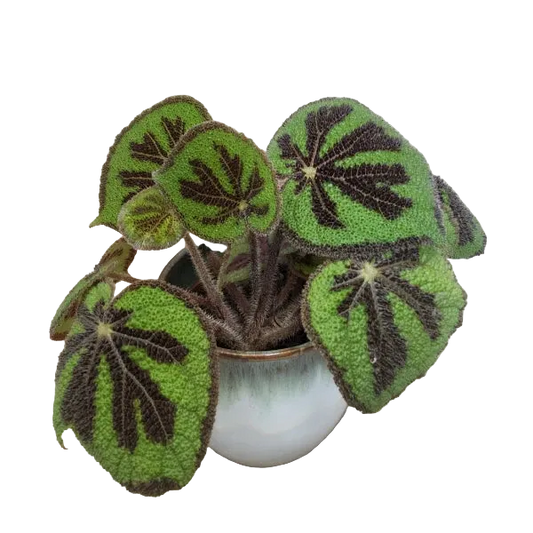 Begonia Masoniana