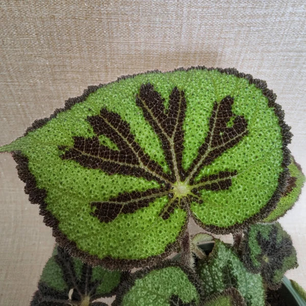 Begonia Masoniana