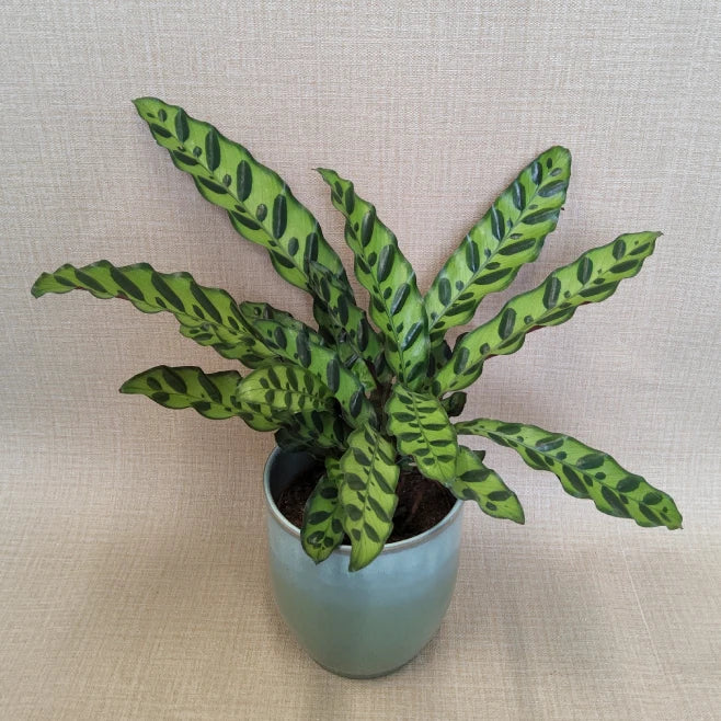 Calathea lancifolia