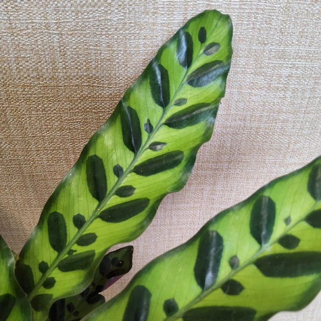 Calathea lancifolia