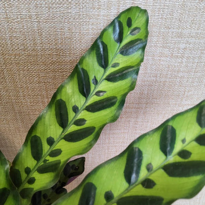 Calathea lancifolia