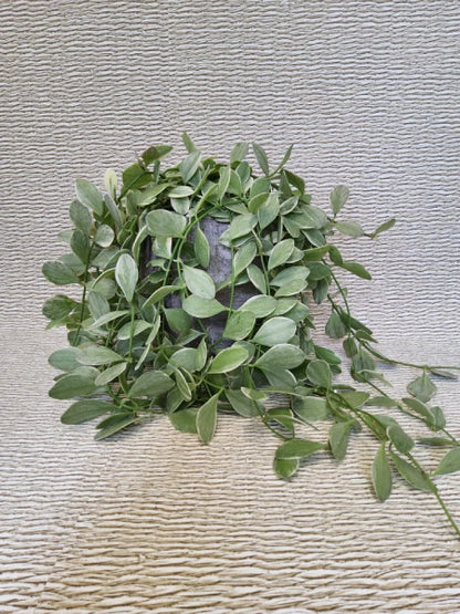 Dischidia