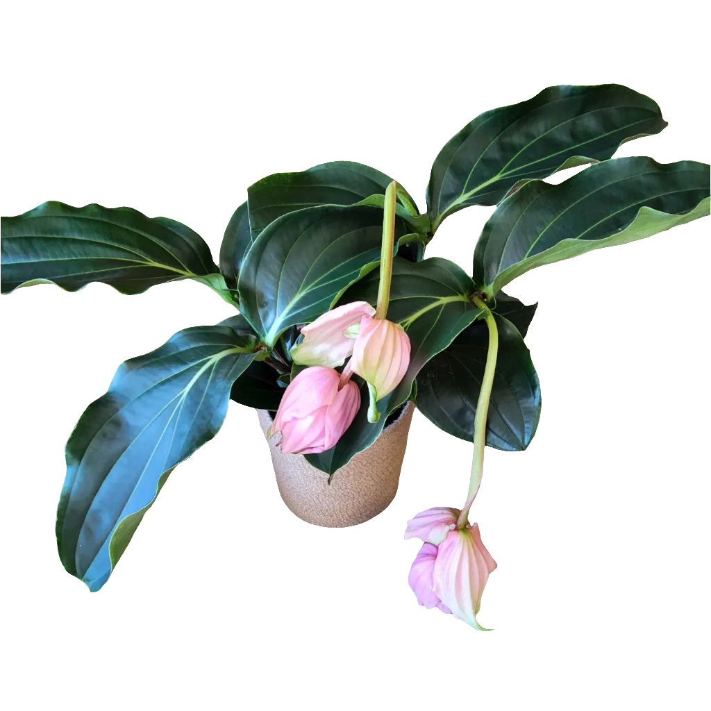 Medinilla