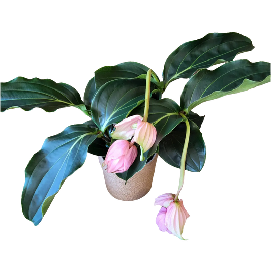 Medinilla