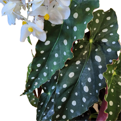 Begonia Maculata