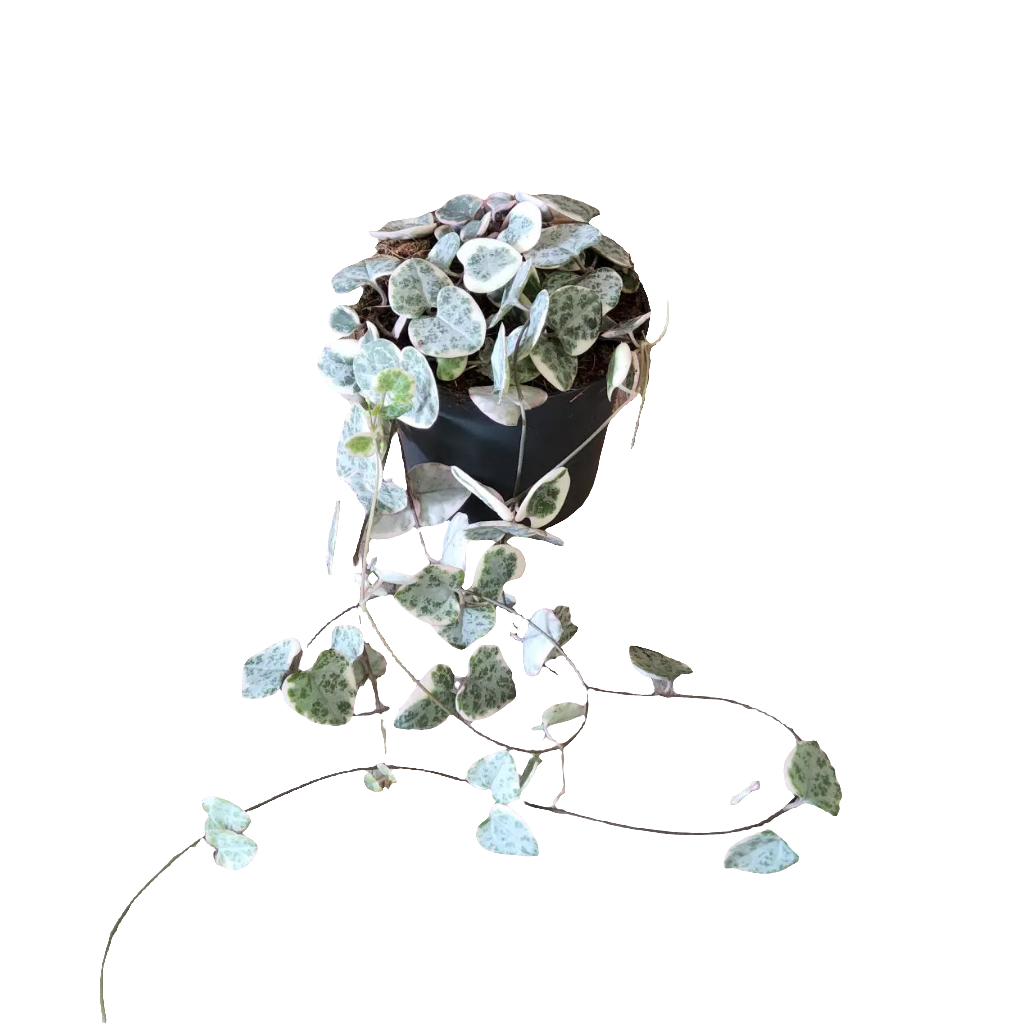 Ceropegia
