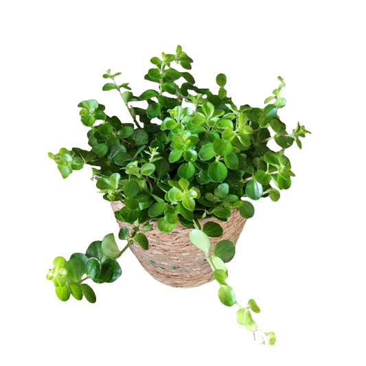 Peperomia rotundifolia