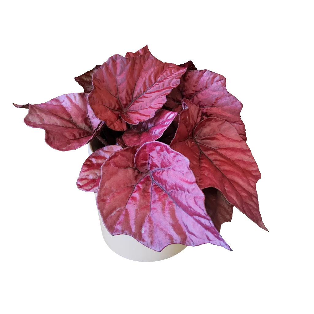 Begonia Rex