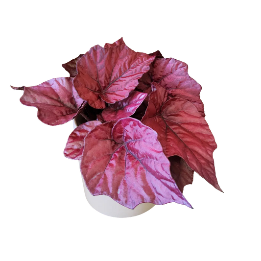 Begonia Rex