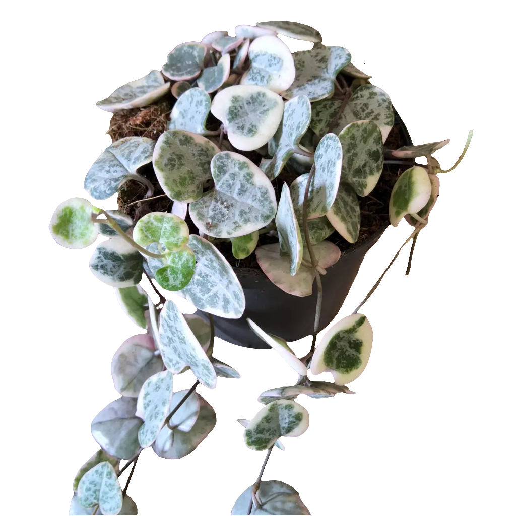 Ceropegia