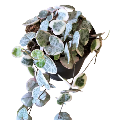 Ceropegia