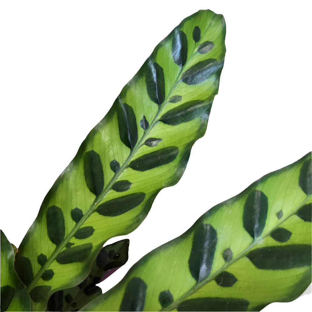 Calathea lancifolia