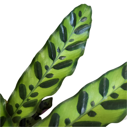 Calathea lancifolia