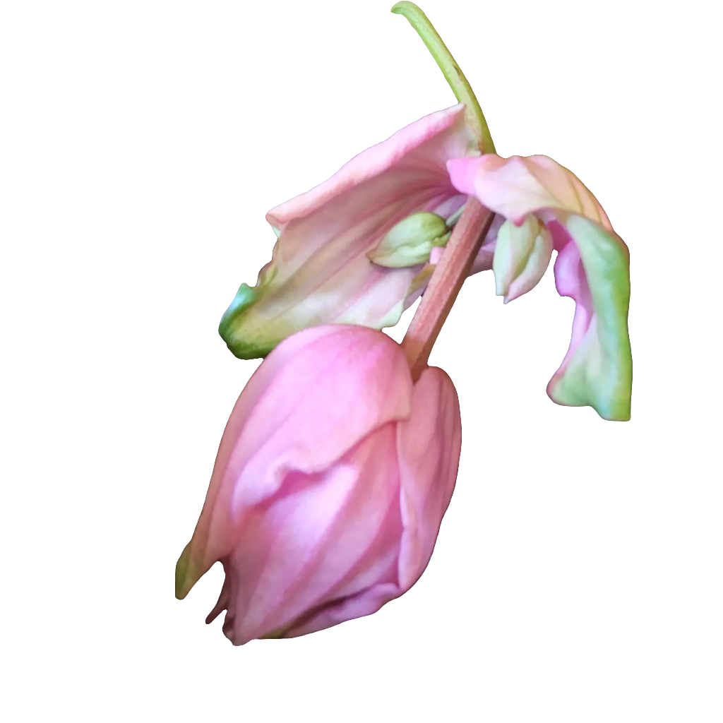 Medinilla