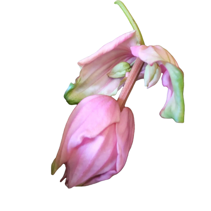 Medinilla