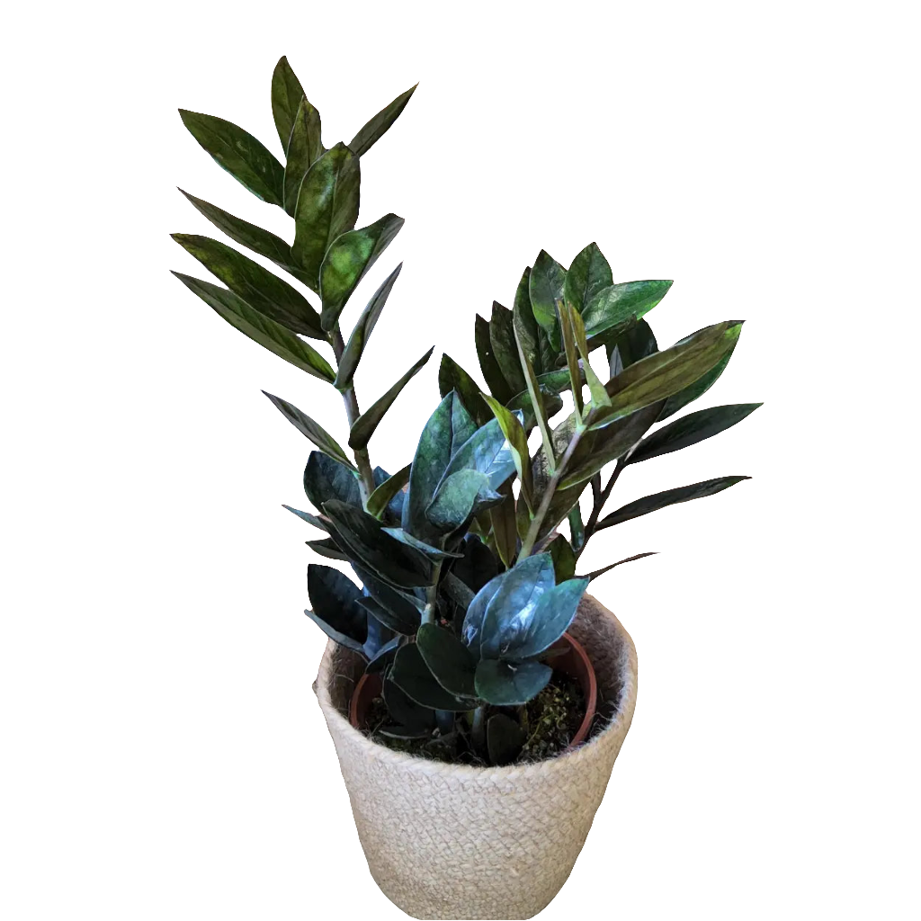 Zamioculcas