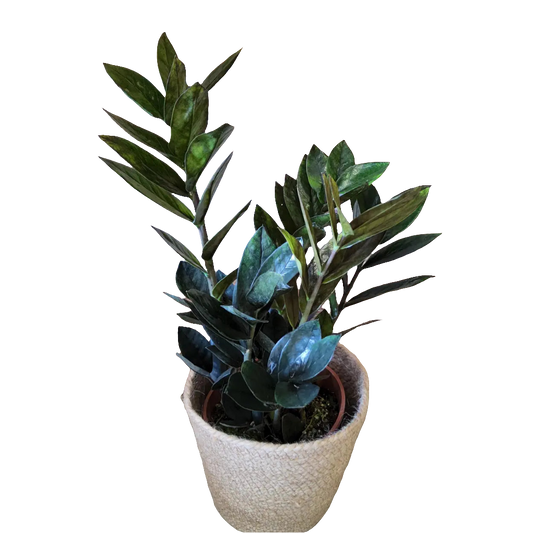 Zamioculcas