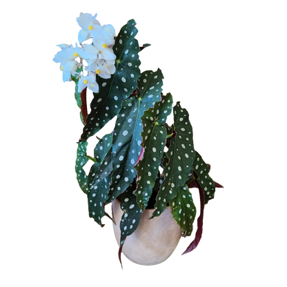 Begonia Maculata