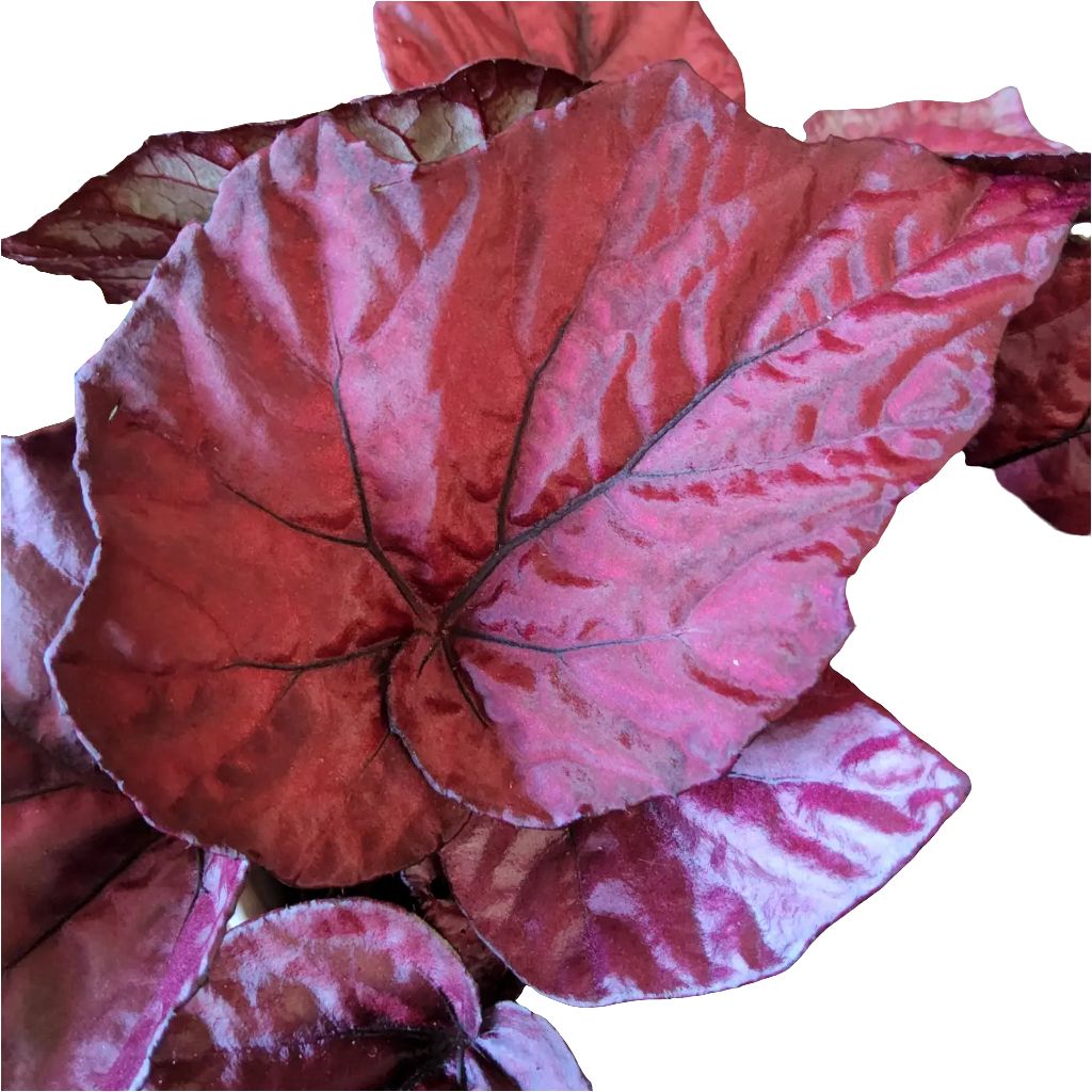 Begonia Rex