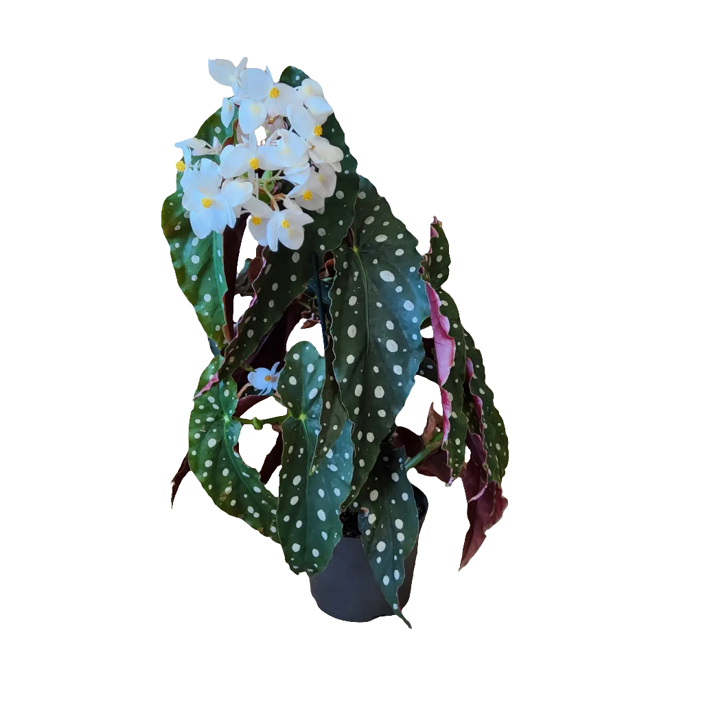 Begonia Maculata