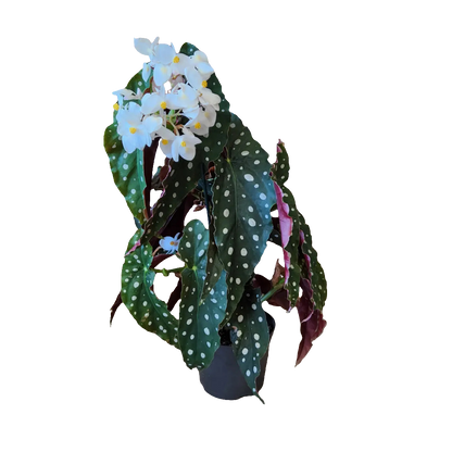 Begonia Maculata