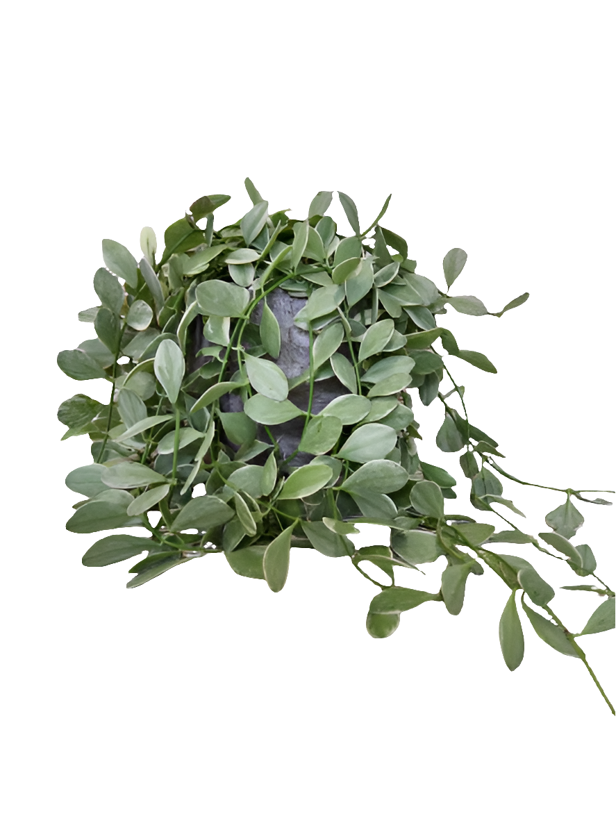 Dischidia