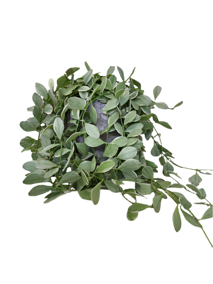 Dischidia