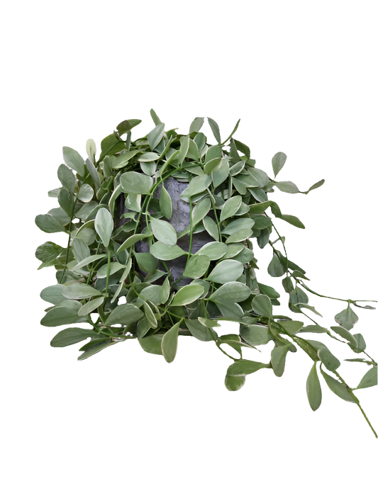 Dischidia