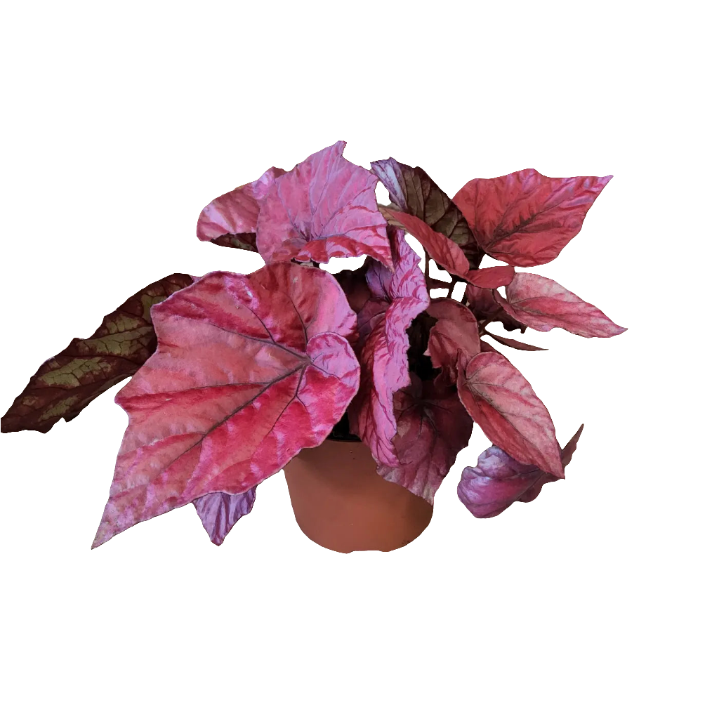 Begonia Rex