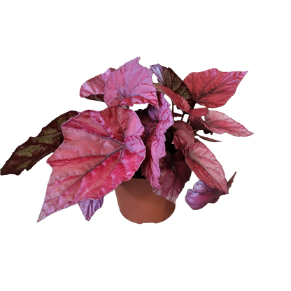 Begonia Rex