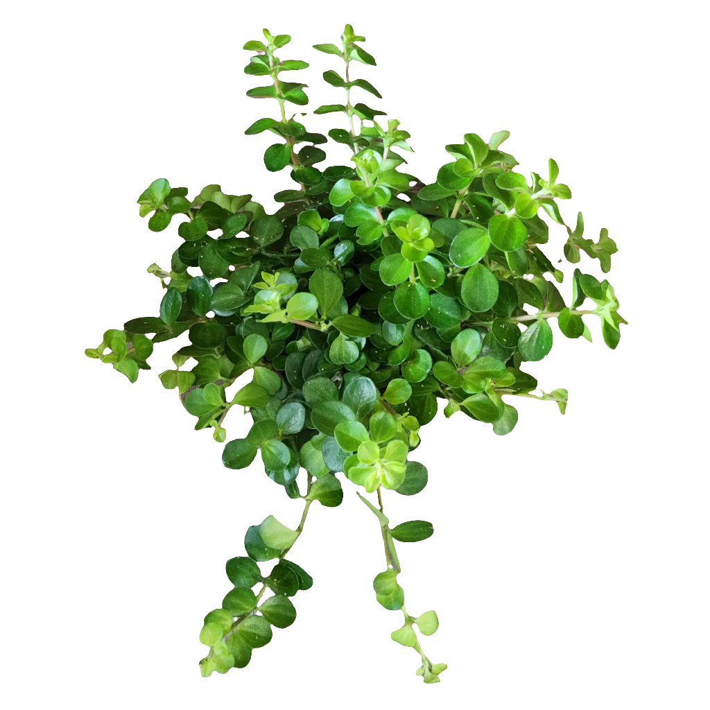 Peperomia rotundifolia