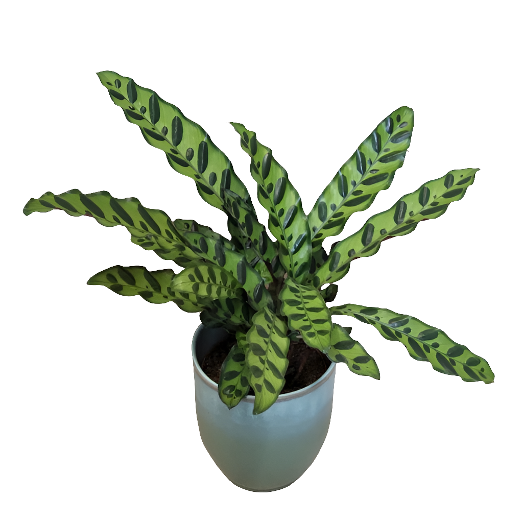 Calathea lancifolia
