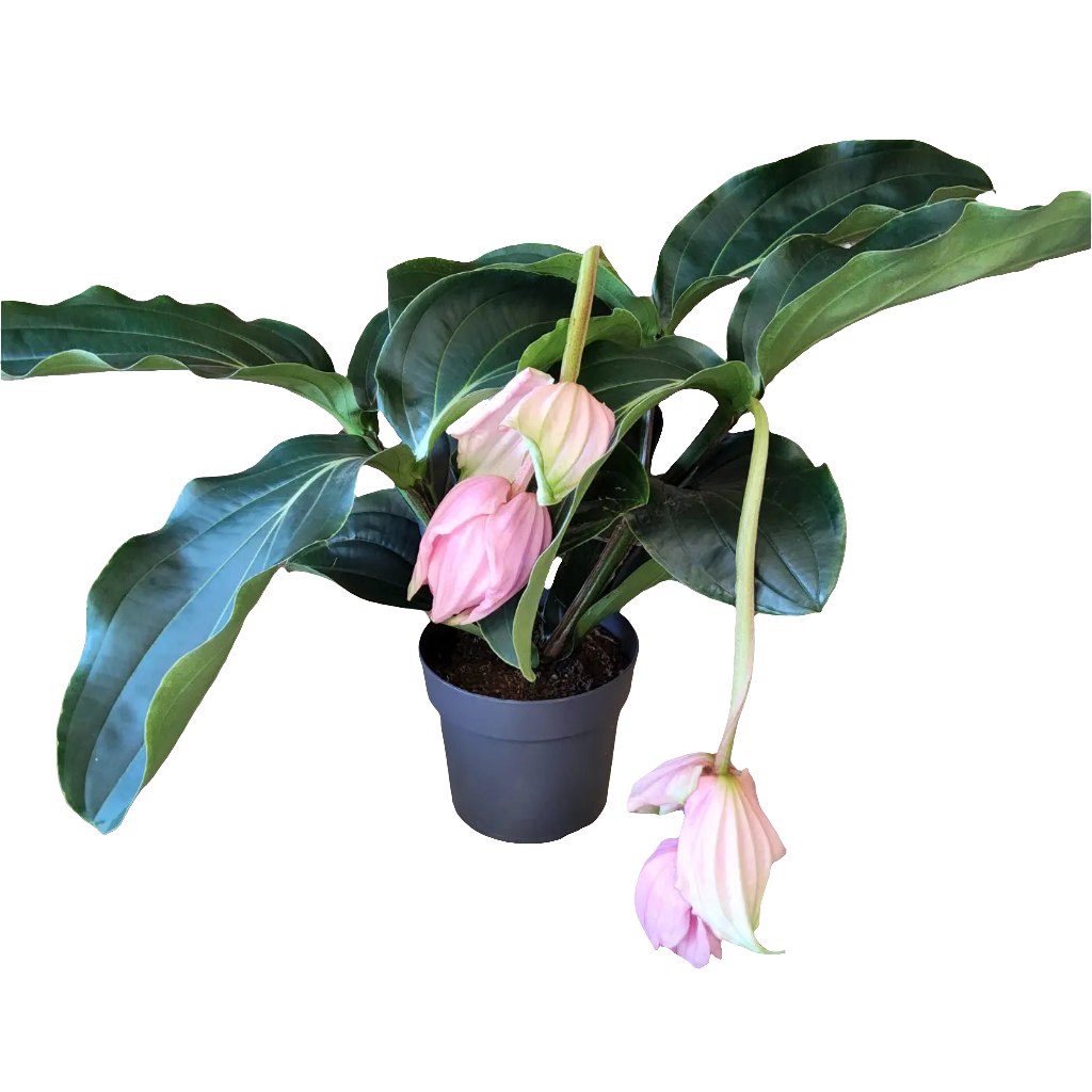 Medinilla