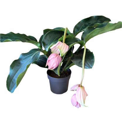 Medinilla