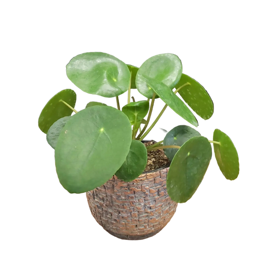 Pilea peperomoides