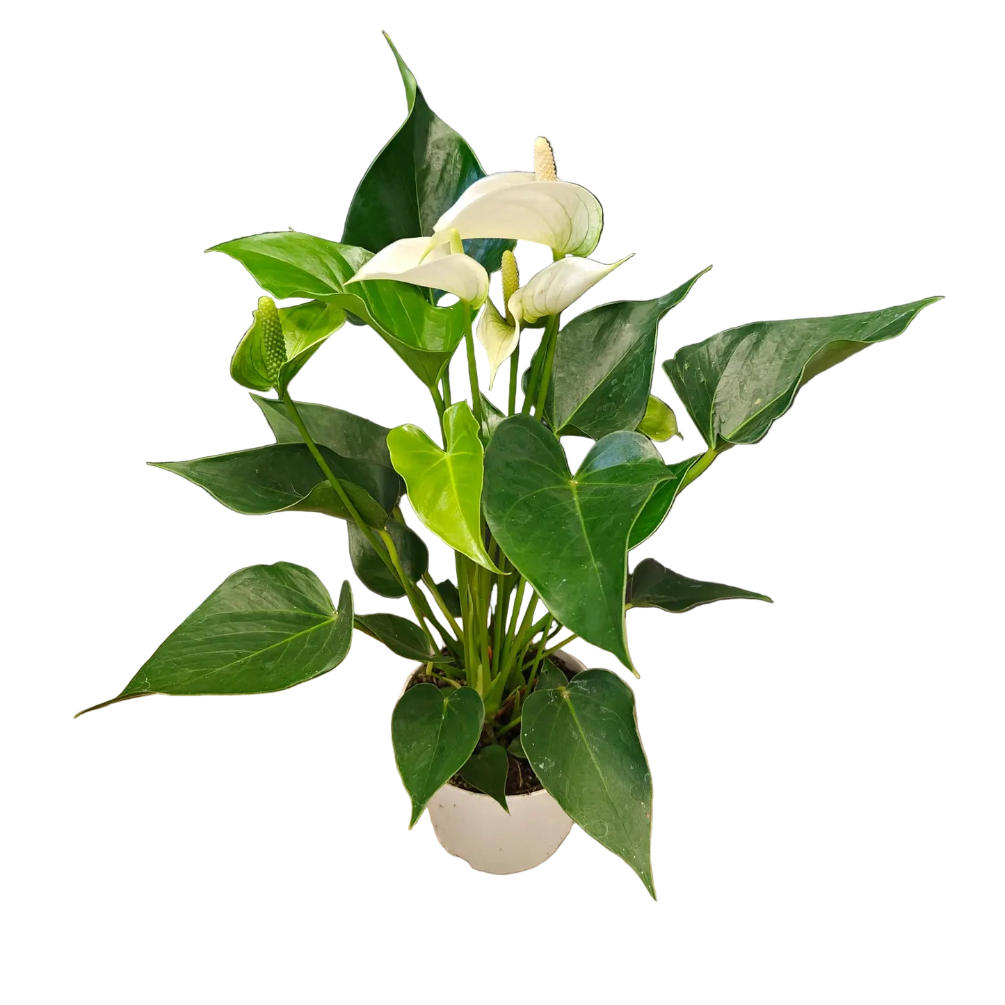 Anthurium