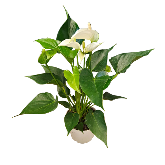 Anthurium