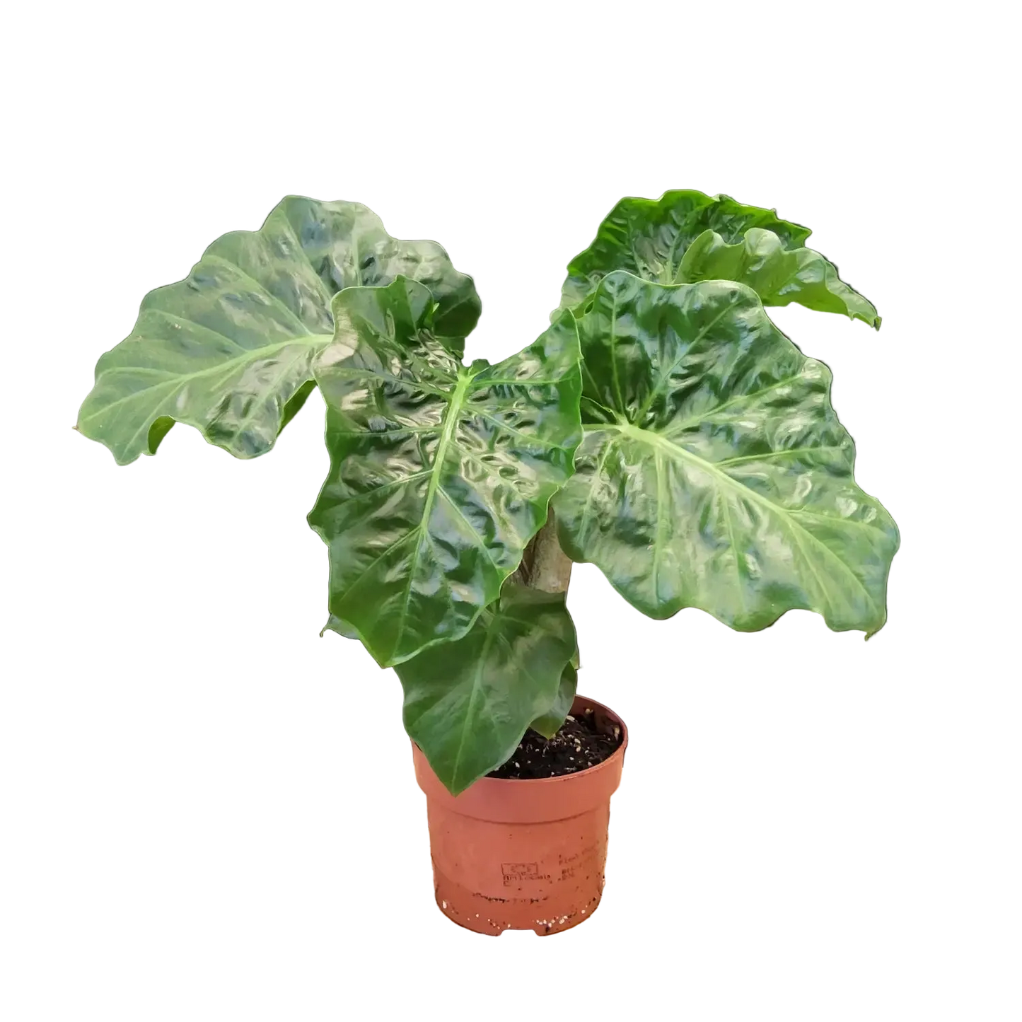Alocasia