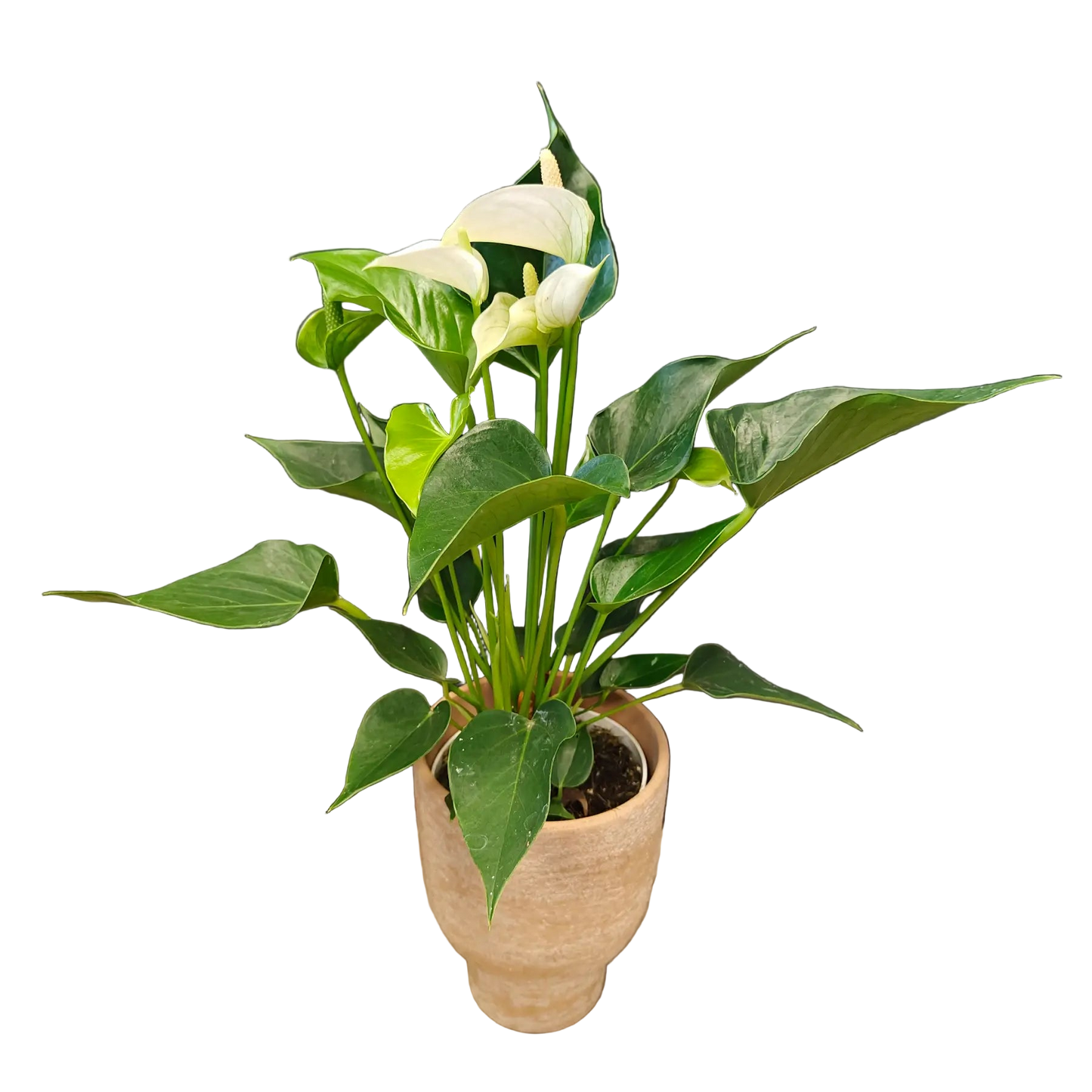Anthurium