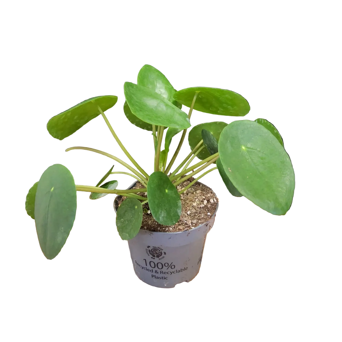 Pilea peperomoides