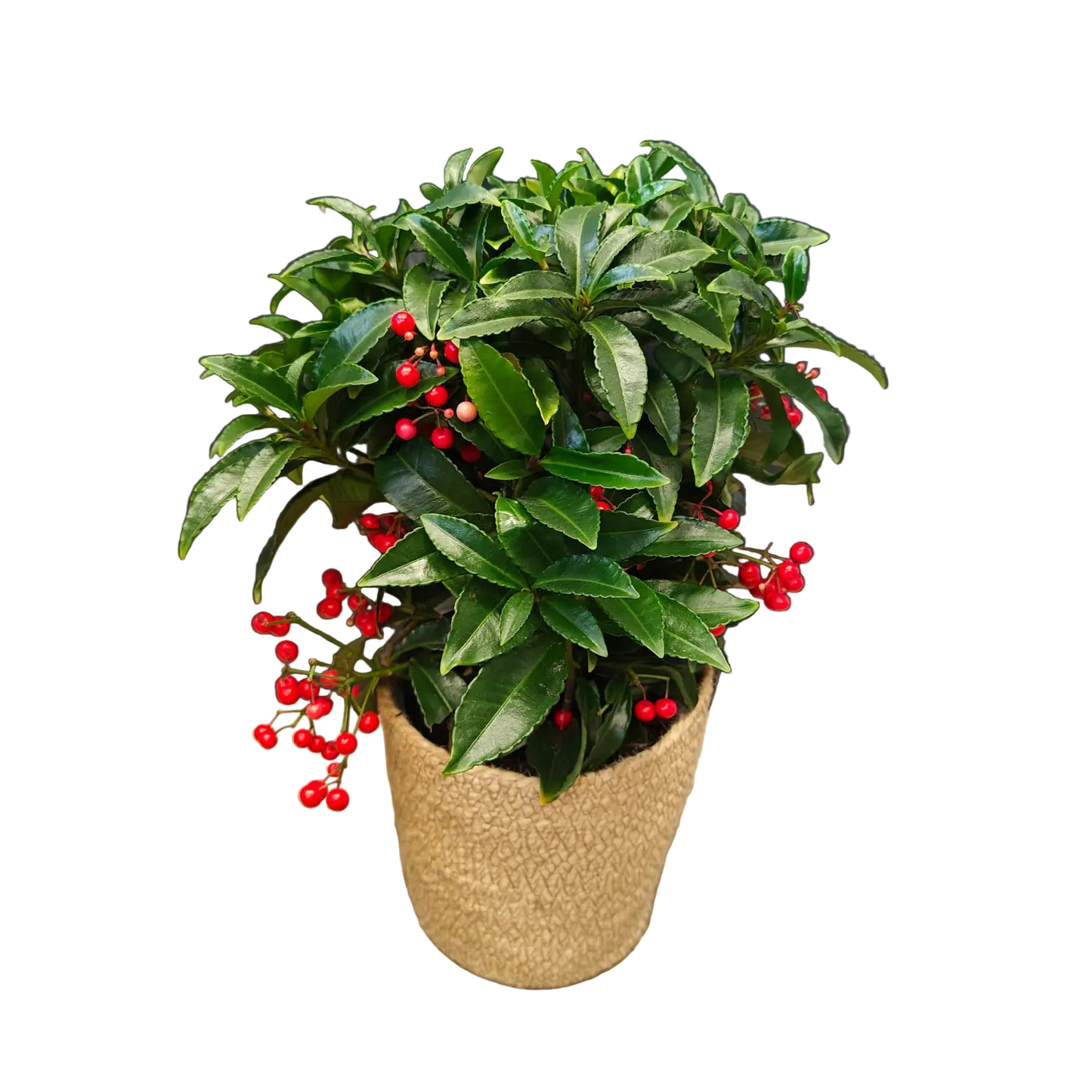 Ardisia